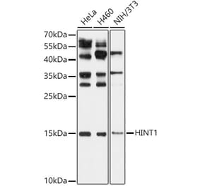 Western Blot - Anti-HINT1 Antibody (A306843) - Antibodies.com