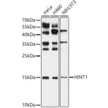 Western Blot - Anti-HINT1 Antibody (A306843) - Antibodies.com