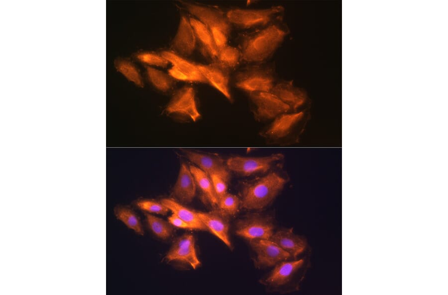 Immunofluorescence - Anti-HINT1 Antibody (A306843) - Antibodies.com