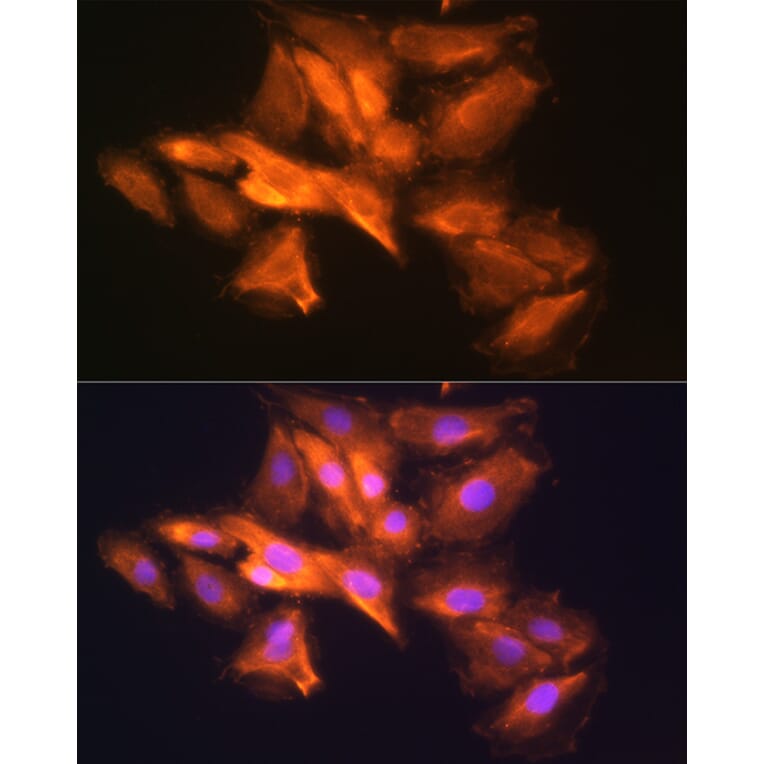 Immunofluorescence - Anti-HINT1 Antibody (A306843) - Antibodies.com