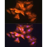 Immunofluorescence - Anti-HINT1 Antibody (A306843) - Antibodies.com