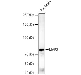 Western Blot - Anti-MAP2 Antibody [ARC56285] (A306845) - Antibodies.com