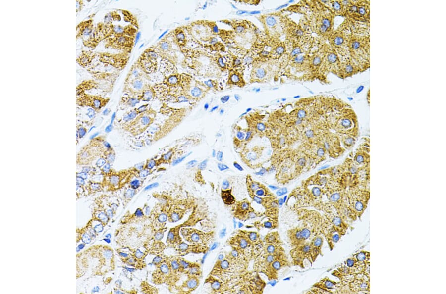 Immunohistochemistry - Anti-GNA13 Antibody (A306847) - Antibodies.com