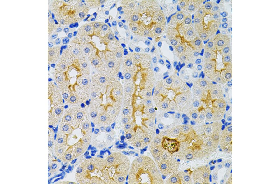Immunohistochemistry - Anti-GNA13 Antibody (A306847) - Antibodies.com