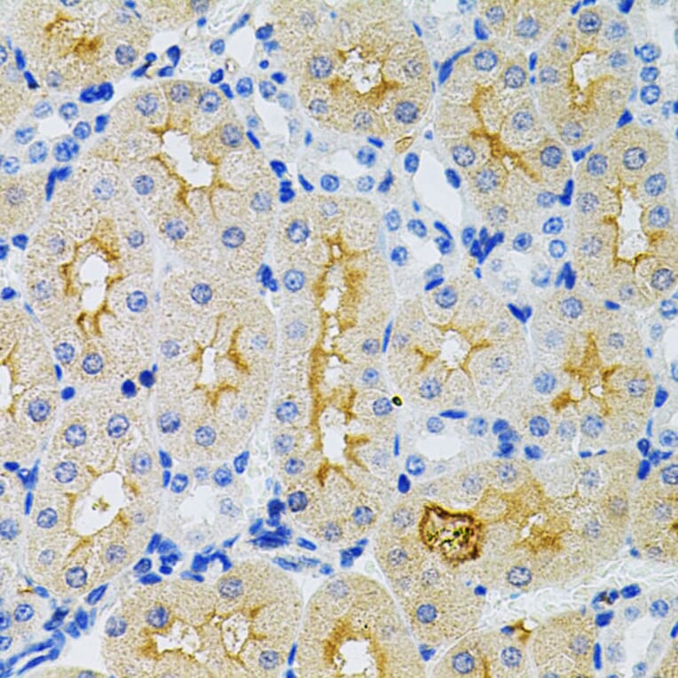 Immunohistochemistry - Anti-GNA13 Antibody (A306847) - Antibodies.com