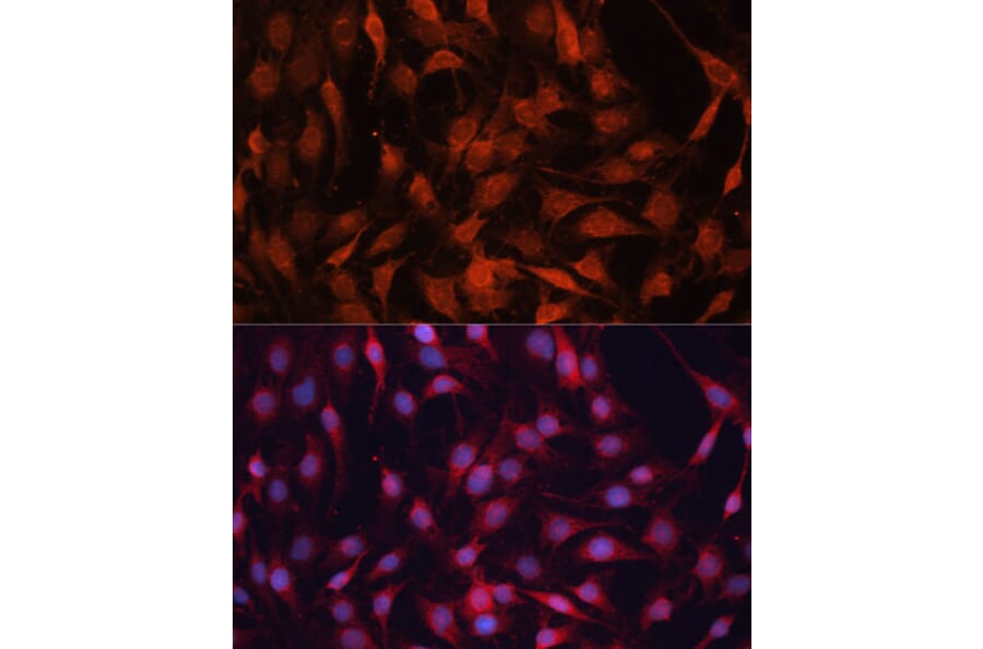 Immunofluorescence - Anti-GNA13 Antibody (A306847) - Antibodies.com
