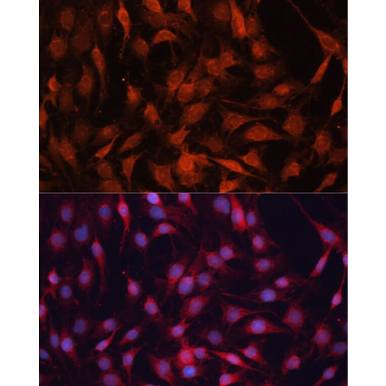 Immunofluorescence - Anti-GNA13 Antibody (A306847) - Antibodies.com