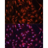 Immunofluorescence - Anti-GNA13 Antibody (A306847) - Antibodies.com