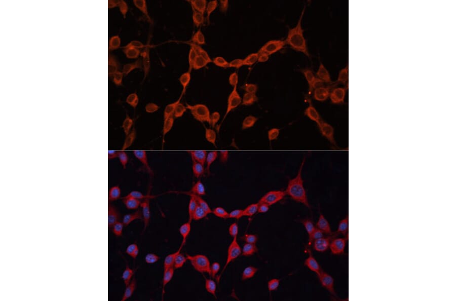 Immunofluorescence - Anti-GNA13 Antibody (A306847) - Antibodies.com