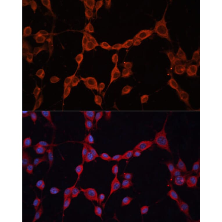 Immunofluorescence - Anti-GNA13 Antibody (A306847) - Antibodies.com