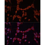 Immunofluorescence - Anti-GNA13 Antibody (A306847) - Antibodies.com