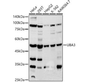 Western Blot - Anti-UBA3 Antibody [ARC2865] (A306848) - Antibodies.com