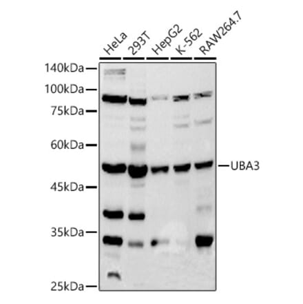 Western Blot - Anti-UBA3 Antibody [ARC2865] (A306848) - Antibodies.com