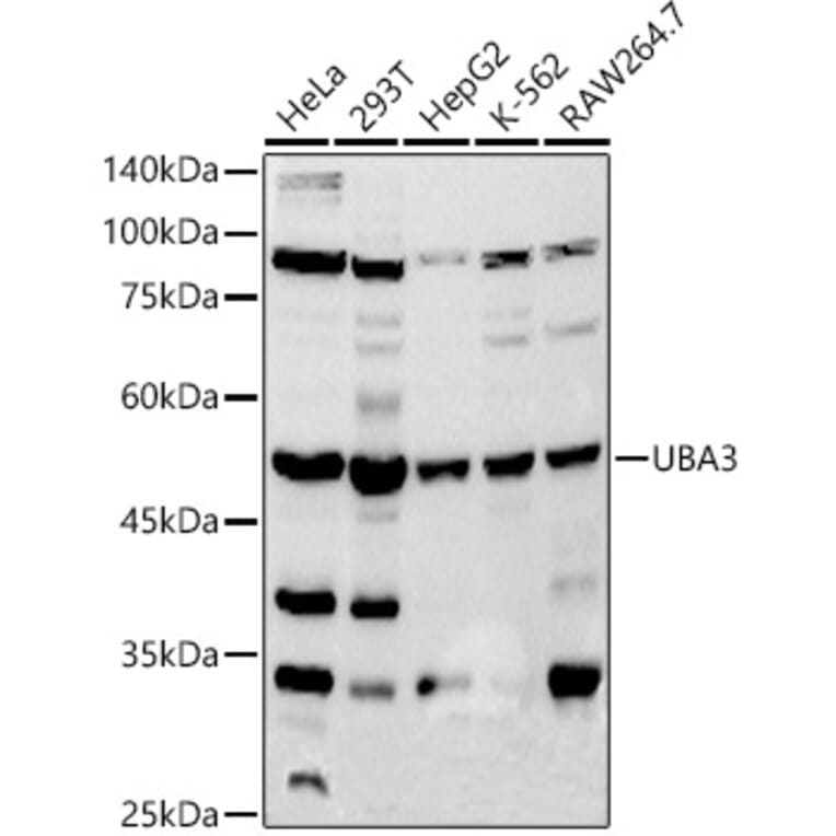 Western Blot - Anti-UBA3 Antibody [ARC2865] (A306848) - Antibodies.com