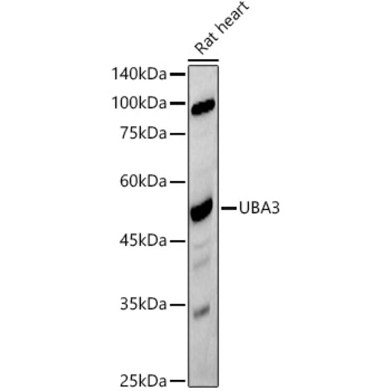 Western Blot - Anti-UBA3 Antibody [ARC2865] (A306848) - Antibodies.com