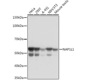 Western Blot - Anti-NAP1L1 Antibody [ARC1888] (A306850) - Antibodies.com