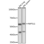 Western Blot - Anti-NAP1L1 Antibody [ARC1888] (A306850) - Antibodies.com