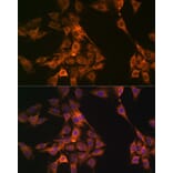 Immunofluorescence - Anti-NAP1L1 Antibody [ARC1888] (A306850) - Antibodies.com