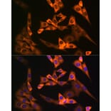 Immunofluorescence - Anti-NAP1L1 Antibody [ARC1888] (A306850) - Antibodies.com