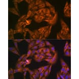 Immunofluorescence - Anti-NAP1L1 Antibody [ARC1888] (A306850) - Antibodies.com