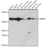 Western Blot - Anti-RBBP4 Antibody [ARC0813] (A306852) - Antibodies.com