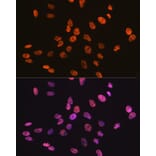 Immunofluorescence - Anti-RBBP4 Antibody [ARC0813] (A306852) - Antibodies.com