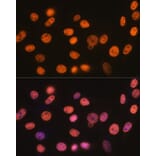 Immunofluorescence - Anti-RBBP4 Antibody [ARC0813] (A306852) - Antibodies.com