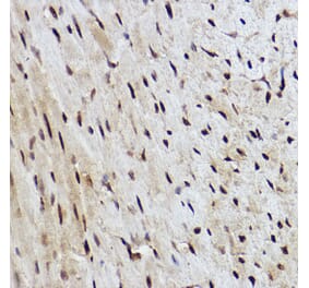 Immunohistochemistry - Anti-RanBP3 Antibody [ARC2496] (A306855) - Antibodies.com