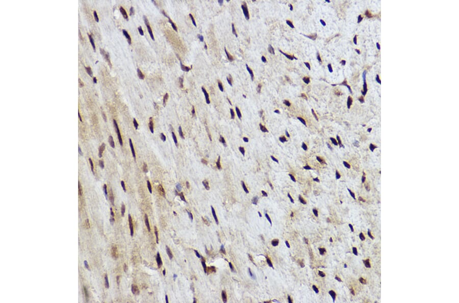 Immunohistochemistry - Anti-RanBP3 Antibody [ARC2496] (A306855) - Antibodies.com