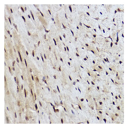 Immunohistochemistry - Anti-RanBP3 Antibody [ARC2496] (A306855) - Antibodies.com