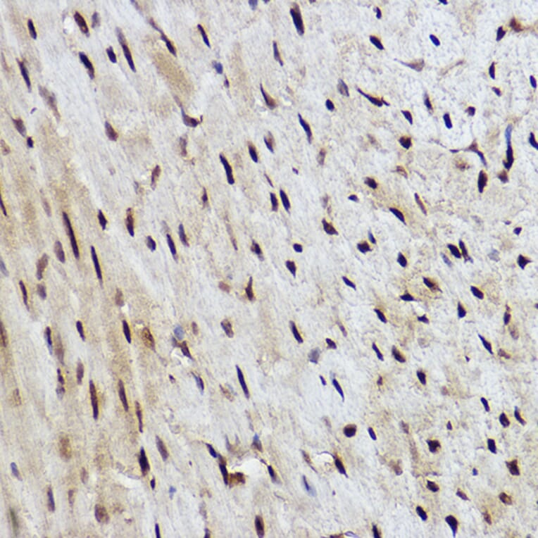 Immunohistochemistry - Anti-RanBP3 Antibody [ARC2496] (A306855) - Antibodies.com