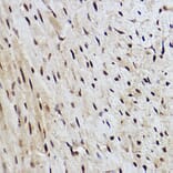 Immunohistochemistry - Anti-RanBP3 Antibody [ARC2496] (A306855) - Antibodies.com