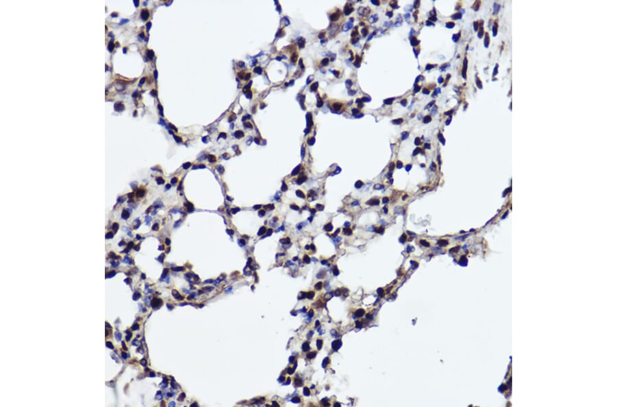 Immunohistochemistry - Anti-RanBP3 Antibody [ARC2496] (A306855) - Antibodies.com
