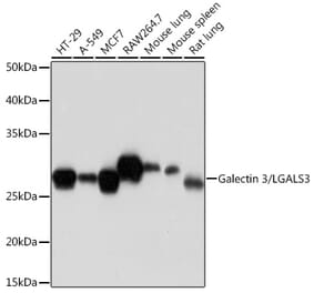 Western Blot - Anti-Galectin 3 Antibody [ARC0542] (A306857) - Antibodies.com