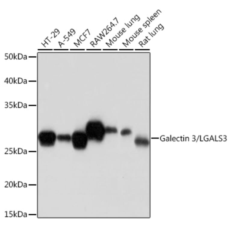 Western Blot - Anti-Galectin 3 Antibody [ARC0542] (A306857) - Antibodies.com