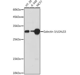 Western Blot - Anti-Galectin 3 Antibody (A306858) - Antibodies.com