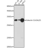 Western Blot - Anti-Galectin 3 Antibody (A306858) - Antibodies.com