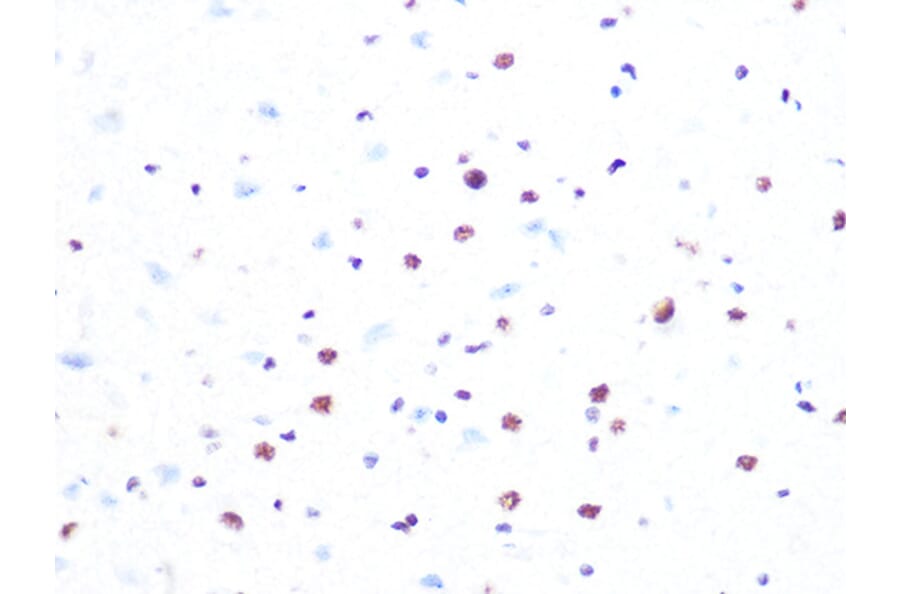 Immunohistochemistry - Anti-PRPF8/Prp8 Antibody [ARC1038] (A306859) - Antibodies.com