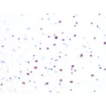 Immunohistochemistry - Anti-PRPF8/Prp8 Antibody [ARC1038] (A306859) - Antibodies.com