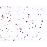 Immunohistochemistry - Anti-PRPF8/Prp8 Antibody [ARC1038] (A306859) - Antibodies.com