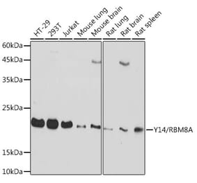 Western Blot - Anti-Y14 Antibody [ARC2189] (A306863) - Antibodies.com