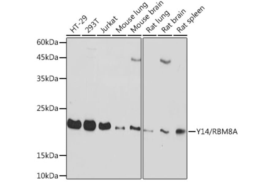 Western Blot - Anti-Y14 Antibody [ARC2189] (A306863) - Antibodies.com