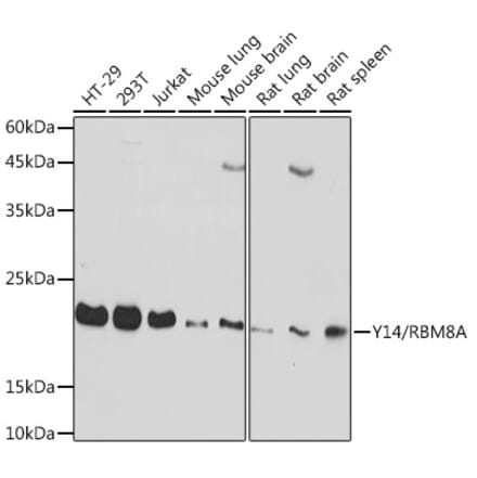 Western Blot - Anti-Y14 Antibody [ARC2189] (A306863) - Antibodies.com