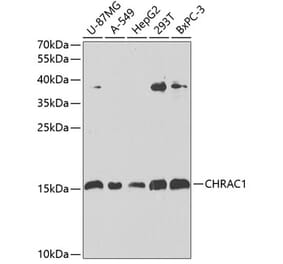 Western Blot - Anti-CHRAC1 Antibody (A306864) - Antibodies.com
