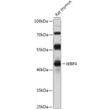 Western Blot - Anti-WW domain binding protein 4 Antibody (A306865) - Antibodies.com