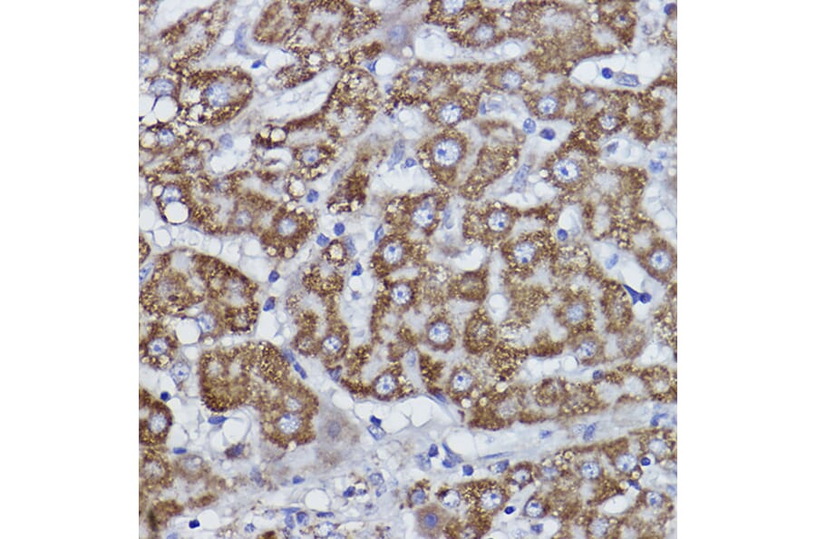 Immunohistochemistry - Anti-COX6B1 Antibody [ARC2568] (A306867) - Antibodies.com