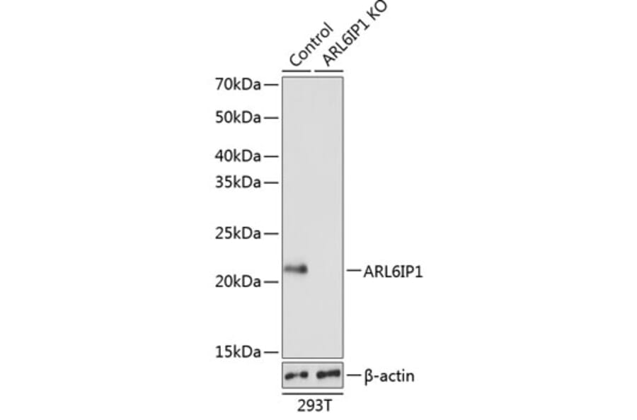 Western Blot - Anti-ARL6IP1 Antibody (A306868) - Antibodies.com