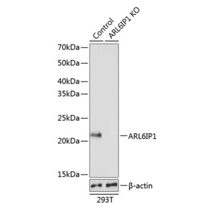 Western Blot - Anti-ARL6IP1 Antibody (A306868) - Antibodies.com