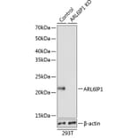 Western Blot - Anti-ARL6IP1 Antibody (A306868) - Antibodies.com