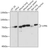 Western Blot - Anti-UTP6 Antibody (A306870) - Antibodies.com